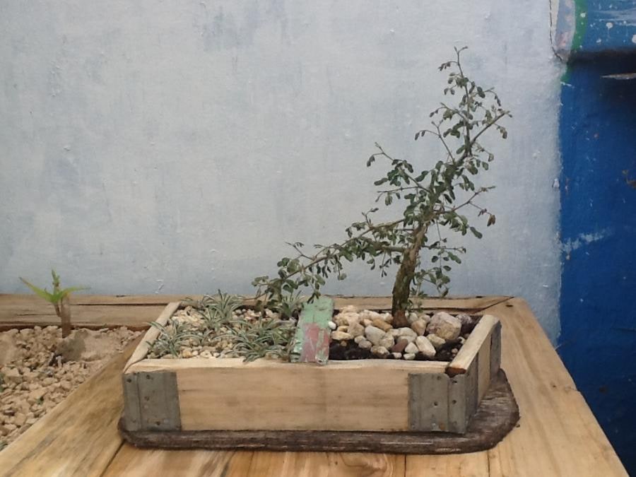 Global-Drift planter
Acacia Bonzai &Dymondia
100% Green Product