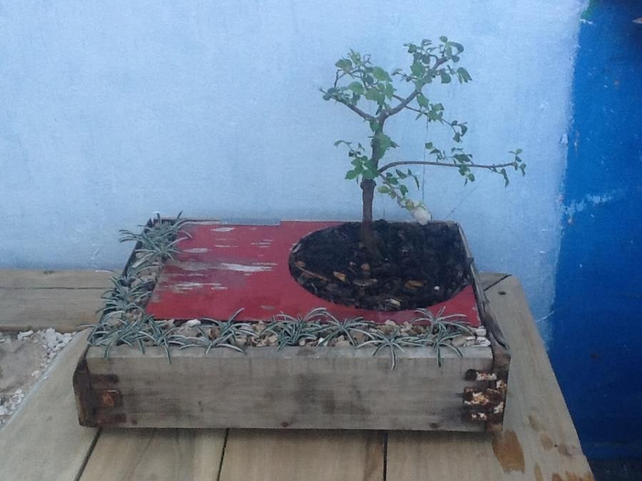 Global-Drift planter
Acacia Bonzai
Dymondia