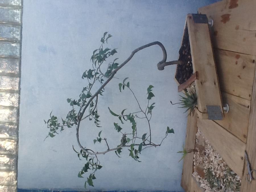Global-Drift planter
Celtis africana Bonzai
Haworthia