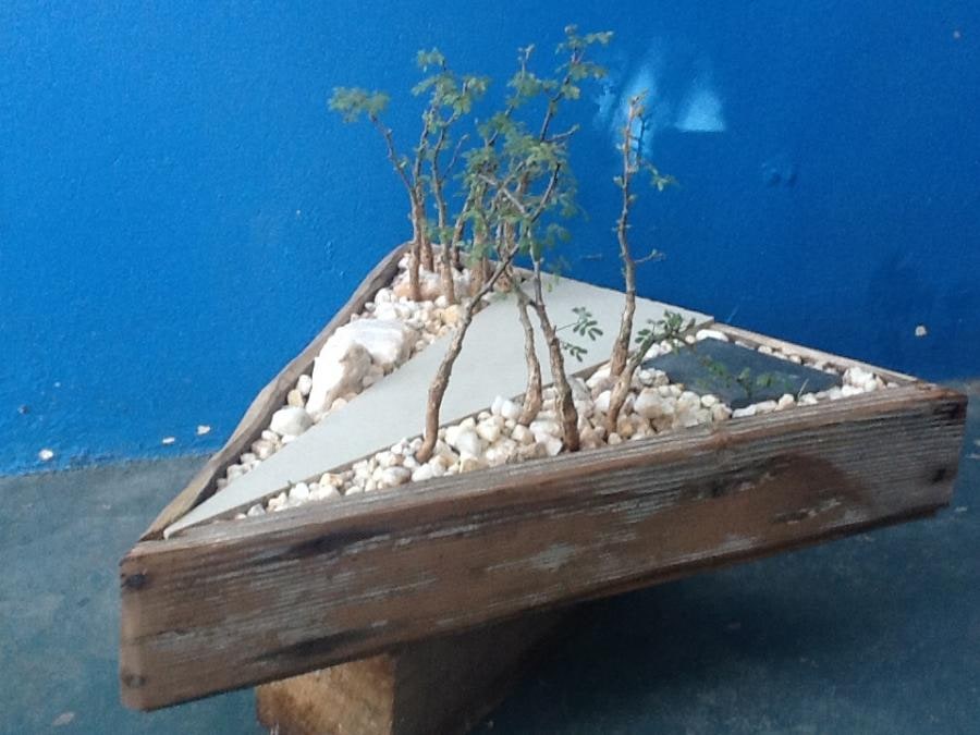 Global-Drift planter
Acacia Bonzai Forest