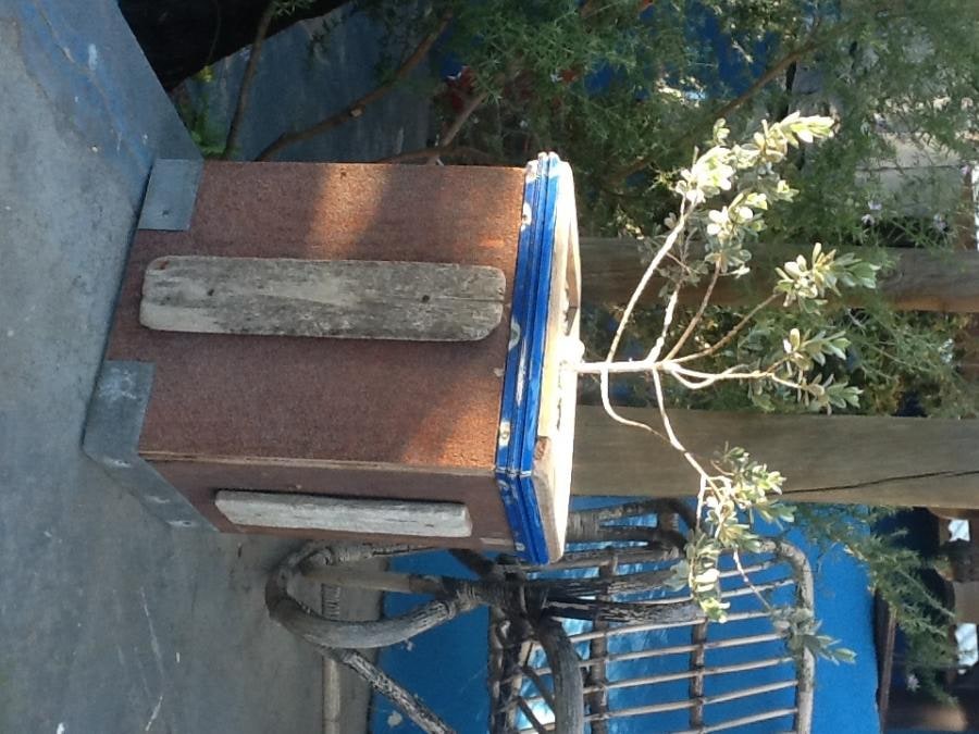 Driftwood planter with 'fynbos'