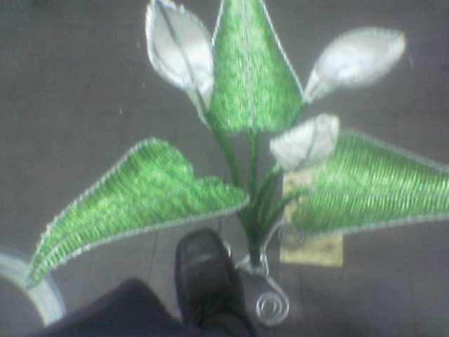 l can do any variety of flawers .trees any other vegetation.eg baobab ., alloyes etc