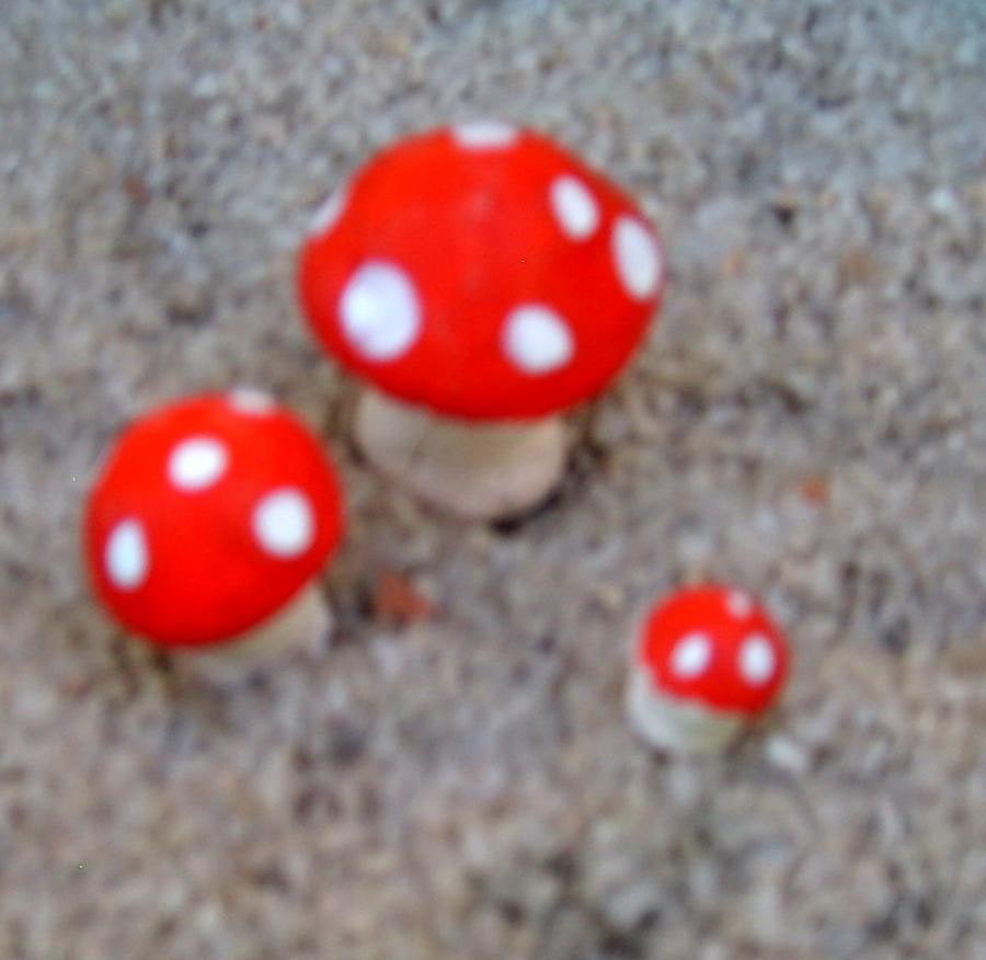Toadstool
