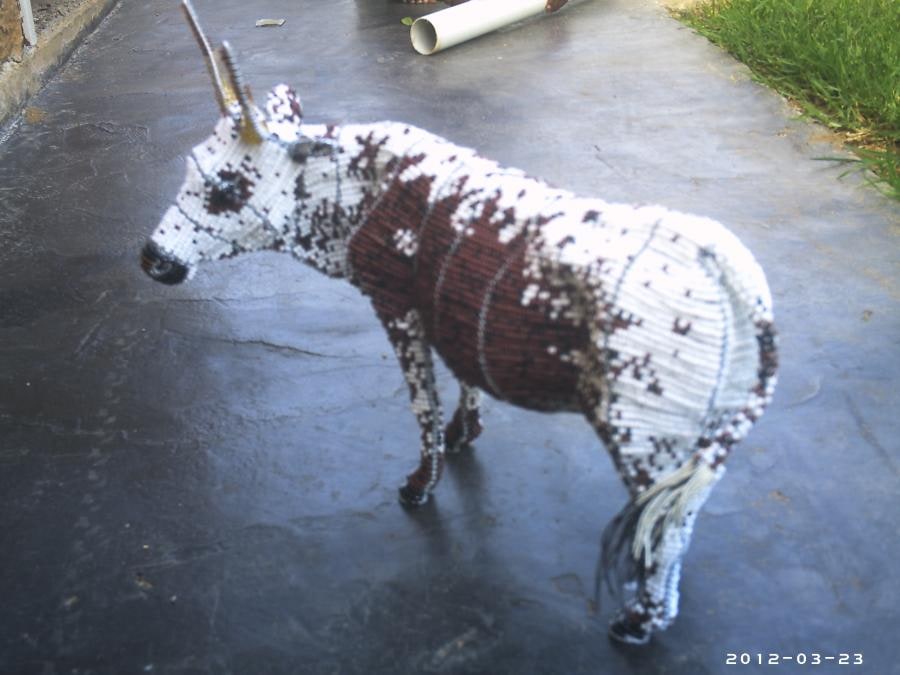 Nguni cow